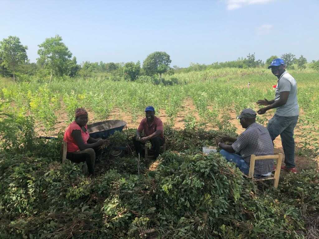 Four people sitting in a sunny Haitian field, hand-harvesting peanuts from a large pile of vines to fuel local food security and economic opportunity.