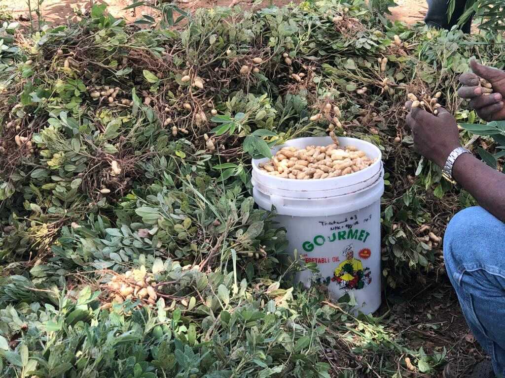 A white bucket filled with a fresh peanut harvest sitting among leafy green vines, showcasing the results of Many Hands’ sustainable agricultural programs in Haiti.