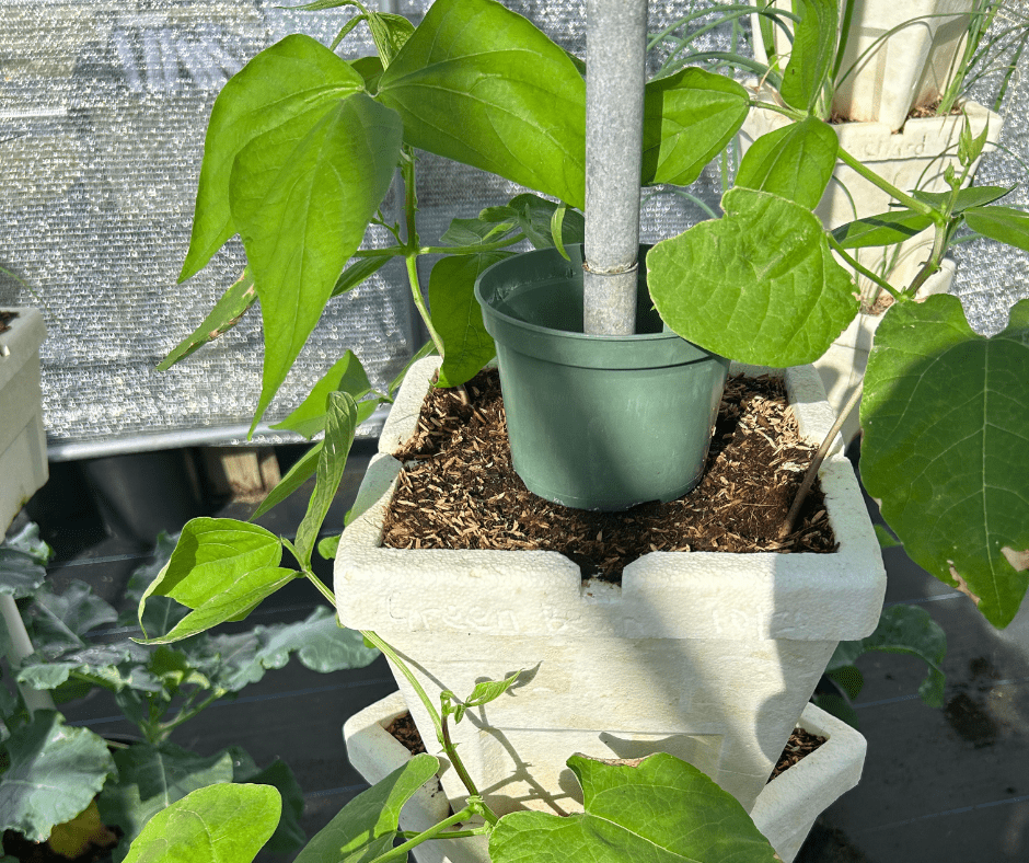 15 - JULY AG - Abaco