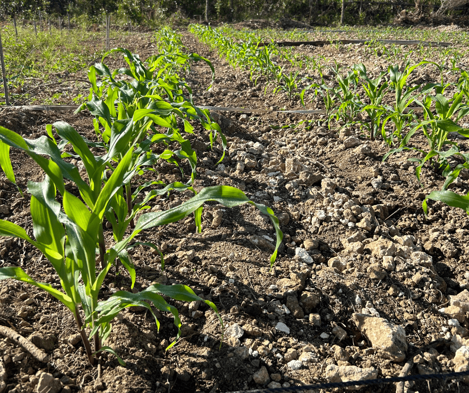 18 - JULY AG - Abaco