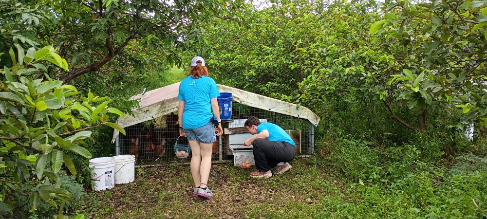 Many Hands impact team members collect fresh eggs at a local chicken coop, supporting sustainable agriculture and food security initiatives in Abaco.