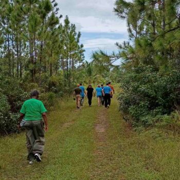 Volunteers walk along a pine-lined farm trail during an educational tour of Driftwood Farms, learning about local agriculture and island sustainability.